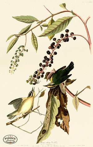 Pdxc20569 -- Audubon Worm Eating Warbler Color Illustration