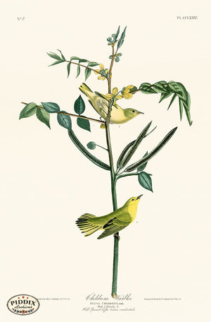 Pdxc20570 -- Audubon Childrens Warbler Color Illustration