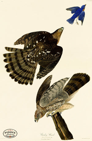 Pdxc20571 -- Audubon Stanley Hawk Color Illustration