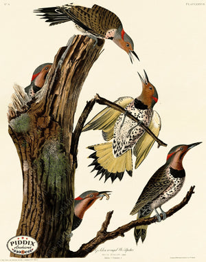 Pdxc20572 -- Audubon Golden-Winged Woodpecker Color Illustration