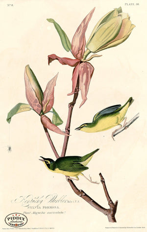 Pdxc20573 -- Audubon Kentucky Warbler Color Illustration