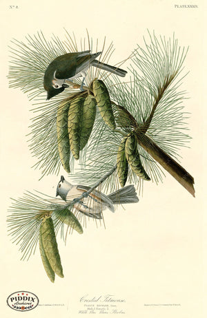 Pdxc20574 -- Audubon Crested Titmouse Color Illustration