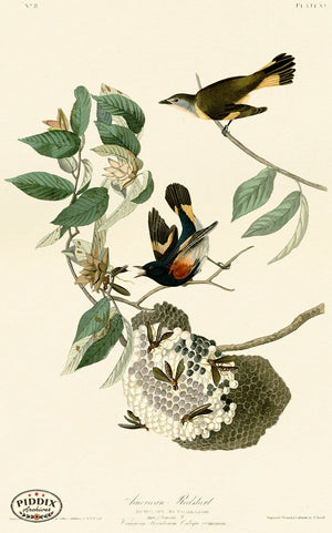 Pdxc20575 -- Audubon American Redstart Color Illustration
