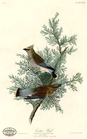 Pdxc20578 -- Audubon Cedar Bird Color Illustration