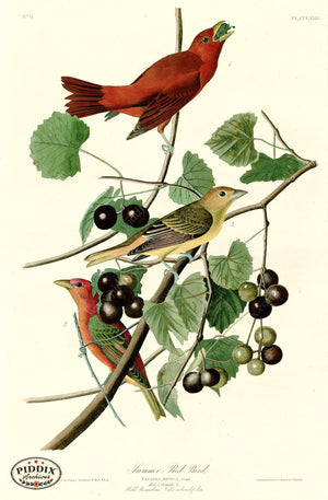 Pdxc20579 -- Audubon Summer Red Bird Color Illustration