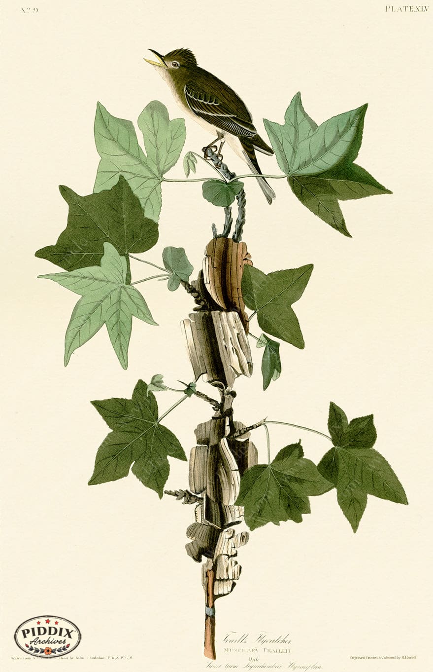 Pdxc20580 -- Audubon Traills Flycatcher Color Illustration