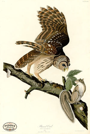 Pdxc20581 -- Audubon Barred Owl Color Illustration