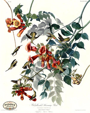 Pdxc20582 -- Audubon Ruby-Throated Humming Bird Color Illustration