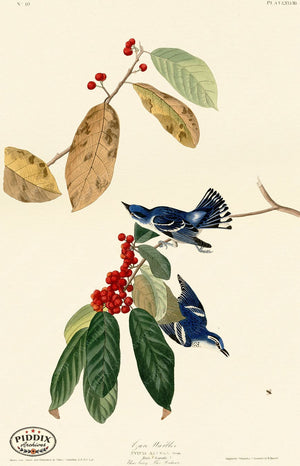 Pdxc20583 -- Audubon Azure Warbler Color Illustration