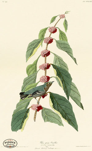 Pdxc20584 -- Audubon Blue-Green Warbler Color Illustration
