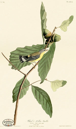 Pdxc20585 -- Audubon Black & Yellow Warbler Color Illustration