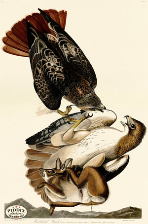 Pdxc20586 -- Audubon Red-Tailed Hawk Color Illustration