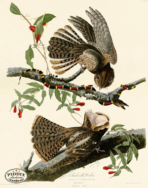 Pdxc20587 -- Audubon Chuck-Wills Widow Color Illustration