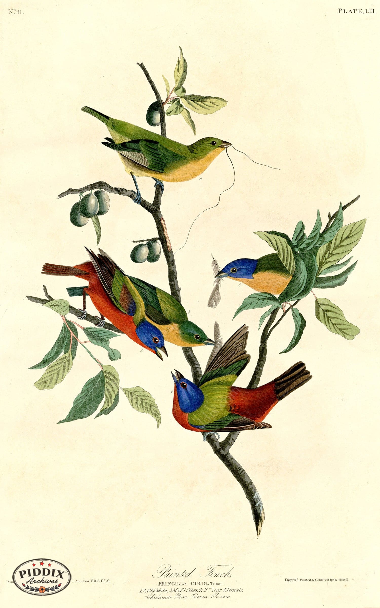 Pdxc20588 -- Audubon Painted Finch Color Illustration