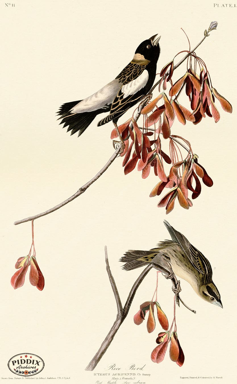 Pdxc20589 -- Audubon Rice Bird Color Illustration