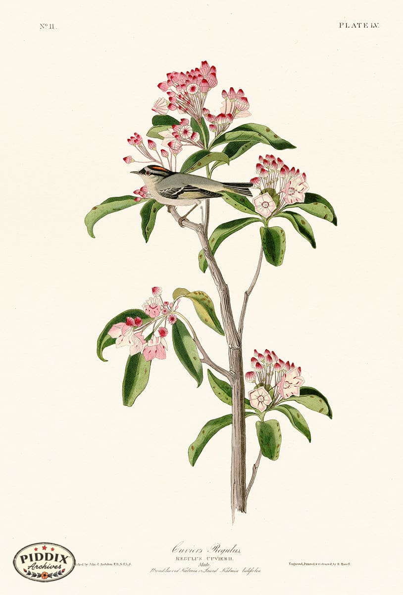 Pdxc20590 -- Audubon Cuviers Regulus Color Illustration