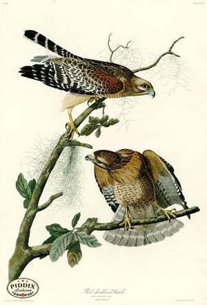 Pdxc20591 -- Audubon Red-Shouldered Hawk Color Illustration