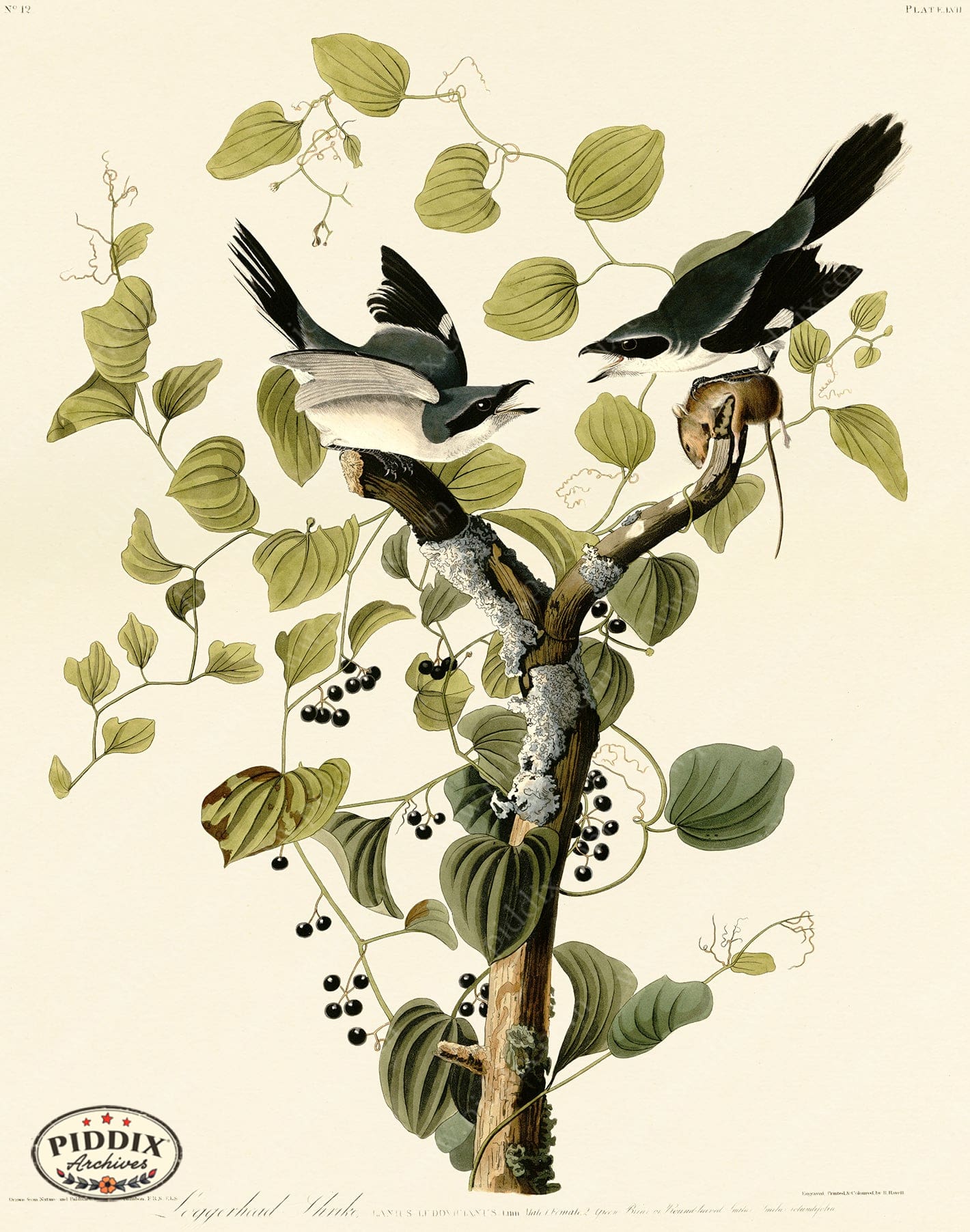 Pdxc20592 -- Audubon Loggerhead Shrike Color Illustration