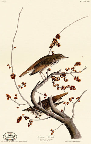 Pdxc20593 -- Audubon Hermit Thrush Color Illustration