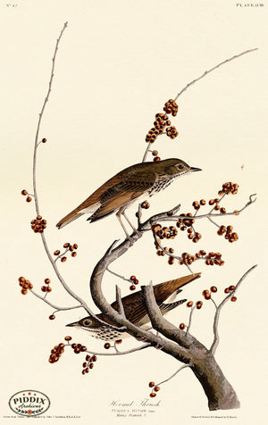 Pdxc20593 -- Audubon Hermit Thrush Color Illustration