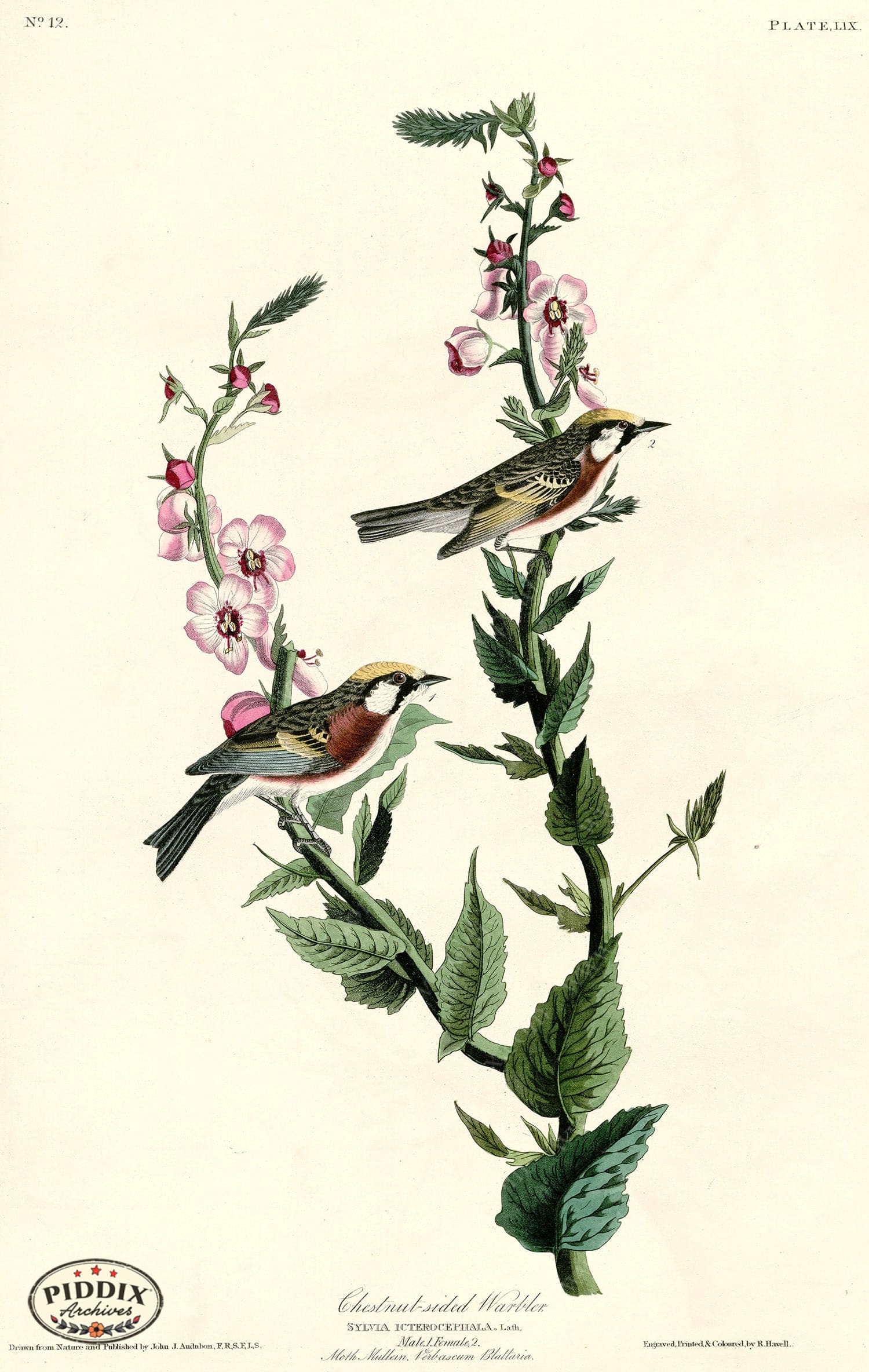 Pdxc20594 -- Audubon Chestnut-Sided Warbler Color Illustration