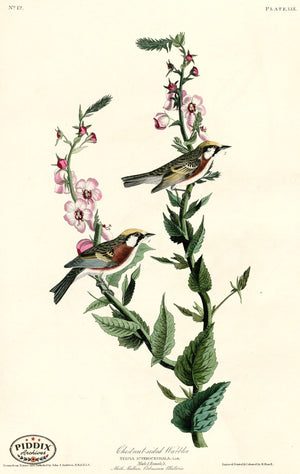 Pdxc20594 -- Audubon Chestnut-Sided Warbler Color Illustration