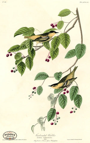 Pdxc20595 -- Audubon Carbonated Warbler Color Illustration