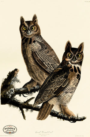 Pdxc20596 -- Audubon Great Horned Owl Color Illustration