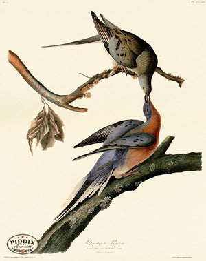 Pdxc20597 -- Audubon Passenger Pigeon Color Illustration