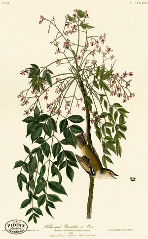 Pdxc20598 -- Audubon White-Eyed Flycatcher Color Illustration