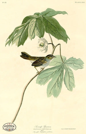 Pdxc20599 -- Audubon Swamp Sparrow Color Illustration