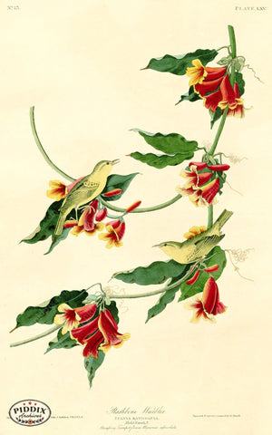 Pdxc20600 -- Audubon Rathbone Warbler Color Illustration