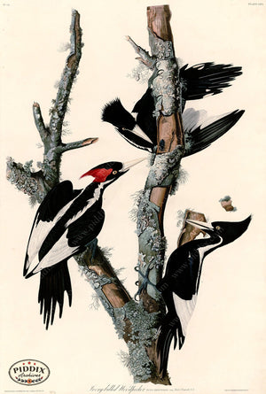 Pdxc20601 -- Audubon Ivory-Billed Woodpecker Color Illustration