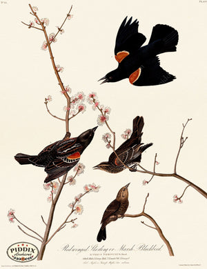 Pdxc20602 -- Audubon Red-Winged Starling Color Illustration