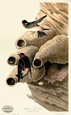 Pdxc20603 -- Audubon Republican Or Cliff Swallow Color Illustration
