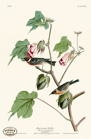 Pdxc20604 -- Audubon Bay-Breasted Warbler Color Illustration