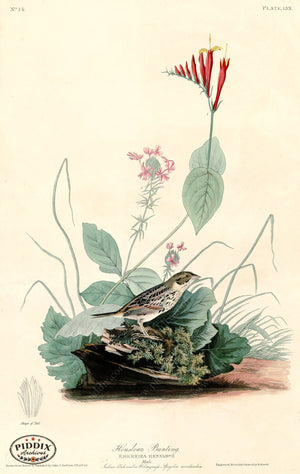 Pdxc20605 -- Audubon Henslows Bunting Color Illustration