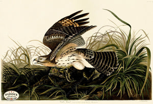 Pdxc20606 -- Audubon Winter Hawk Color Illustration