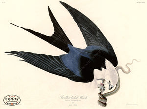 Pdxc20607 -- Audubon Swallow-Tailed Hawk Color Illustration