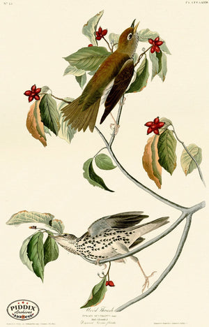 Pdxc20608 -- Audubon Wood Thrush Color Illustration