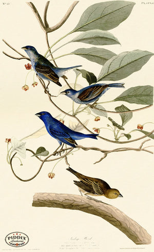 Pdxc20609 -- Audubon Indigo Bird Color Illustration
