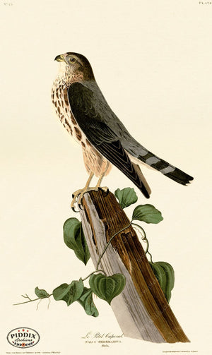Pdxc20610 -- Audubon Le Petit Caporal Color Illustration
