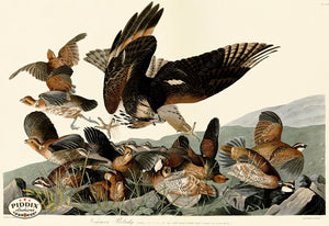 Pdxc20611 -- Audubon Virginian Partridge Color Illustration