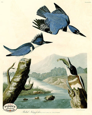 Pdxc20612 -- Audubon Belted Kingfisher Color Illustration