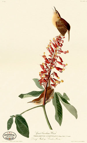 Pdxc20613 -- Audubon Great Carolina Wren Color Illustration