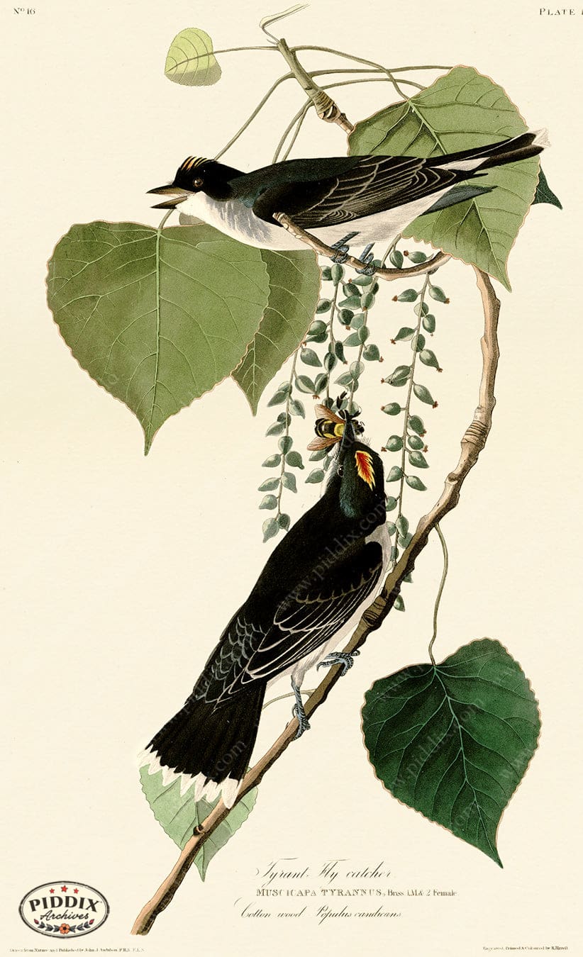 Pdxc20614 -- Audubon Tyrant Fly-Catcher Color Illustration