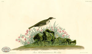 Pdxc20615 -- Audubon Prairie Titlark Color Illustration