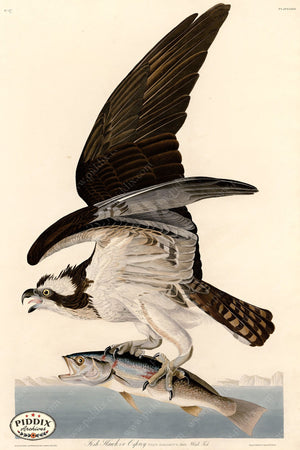 Pdxc20616 -- Audubon Osprey Color Illustration