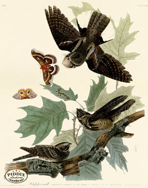 Pdxc20617 -- Audubon Whip-Poor-Will Color Illustration
