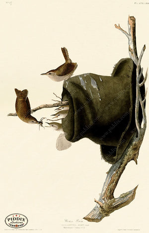 Pdxc20618 -- Audubon House Wren Color Illustration